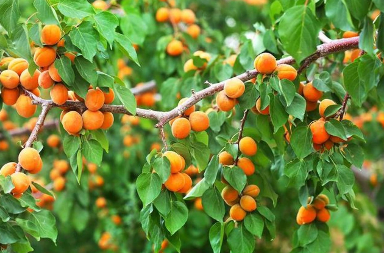 Screenshot 2024-04-24 at 11.16.17.JPG