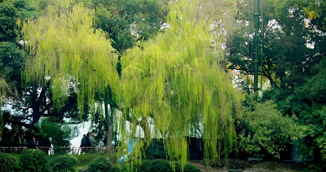 Screenshot 2025-05-05 at 12.51.56.JPG