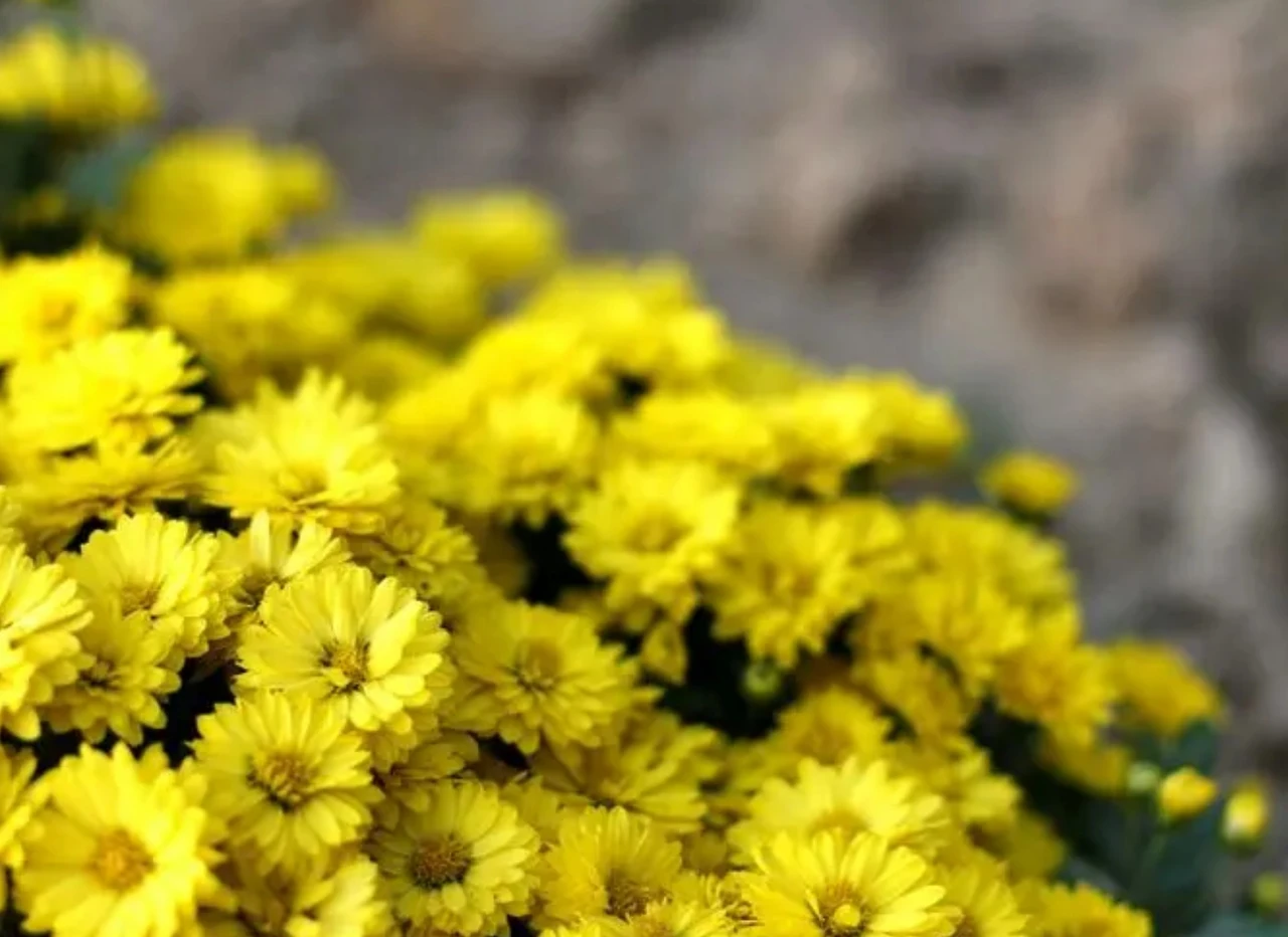 Screenshot 2024-04-24 at 12.40.58.JPG