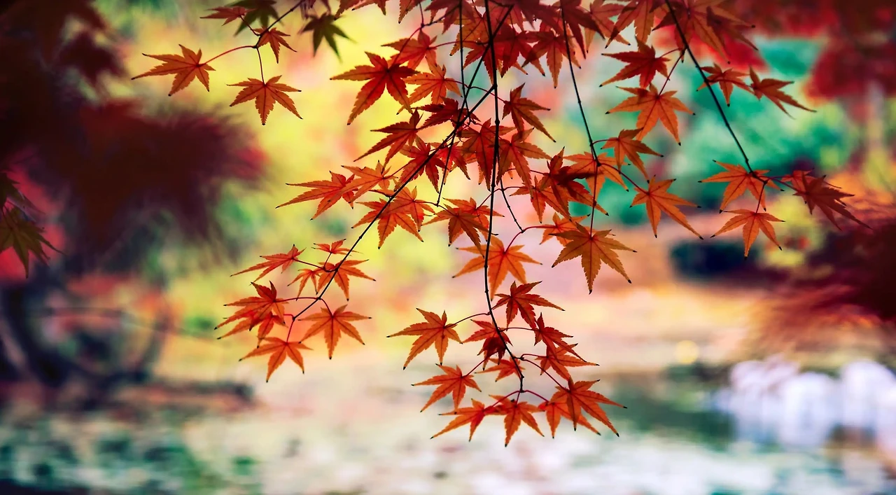 Screenshot 2024-11-18 at 21.45.43.JPG