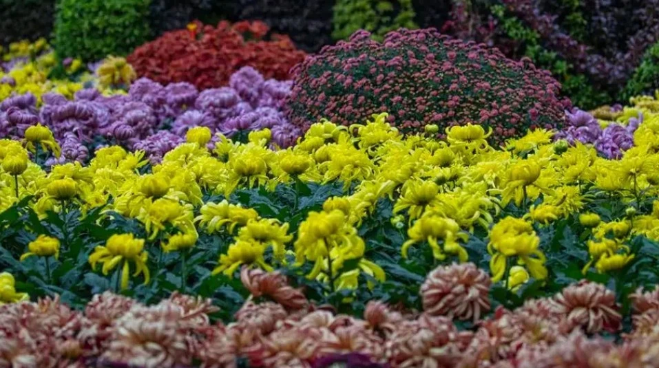 Screenshot 2024-11-12 at 12.20.55.JPG