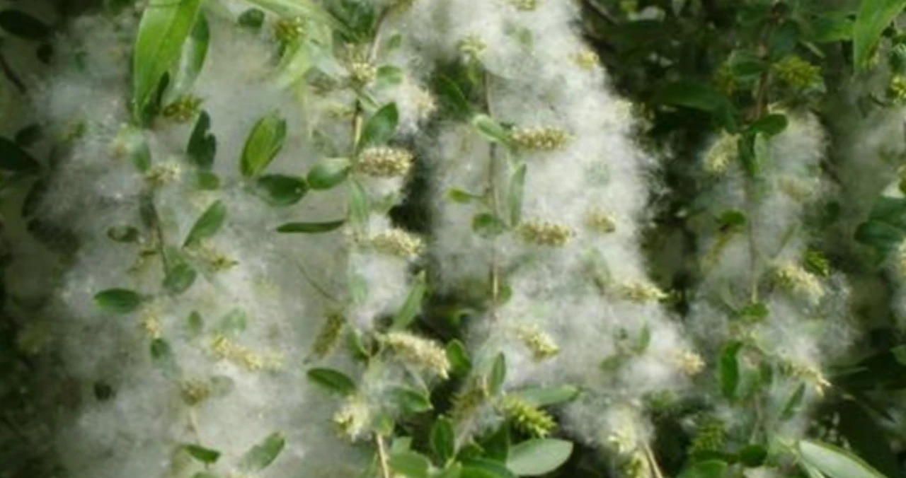 Screenshot 2024-05-26 at 15.32.49.JPG