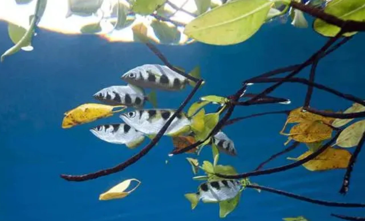 Screenshot 2024-07-19 at 23.36.13.JPG