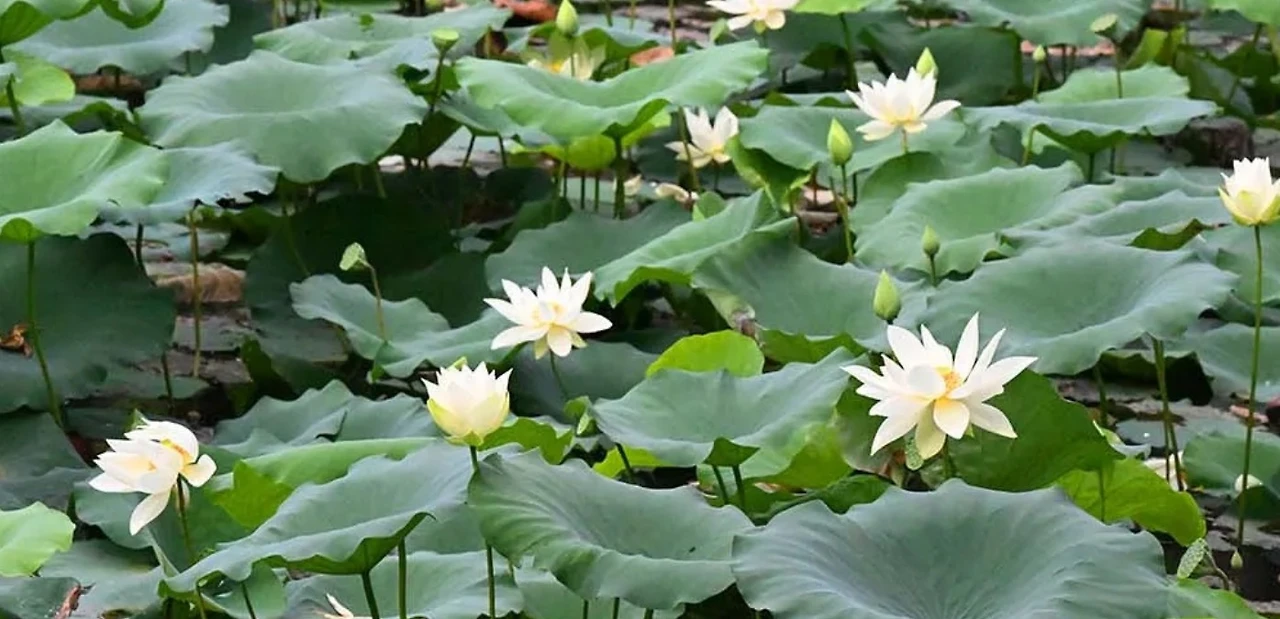 Screenshot 2025-07-10 at 00.36.09.JPG