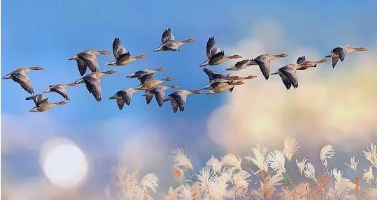 Screenshot 2024-11-07 at 00.38.53.JPG