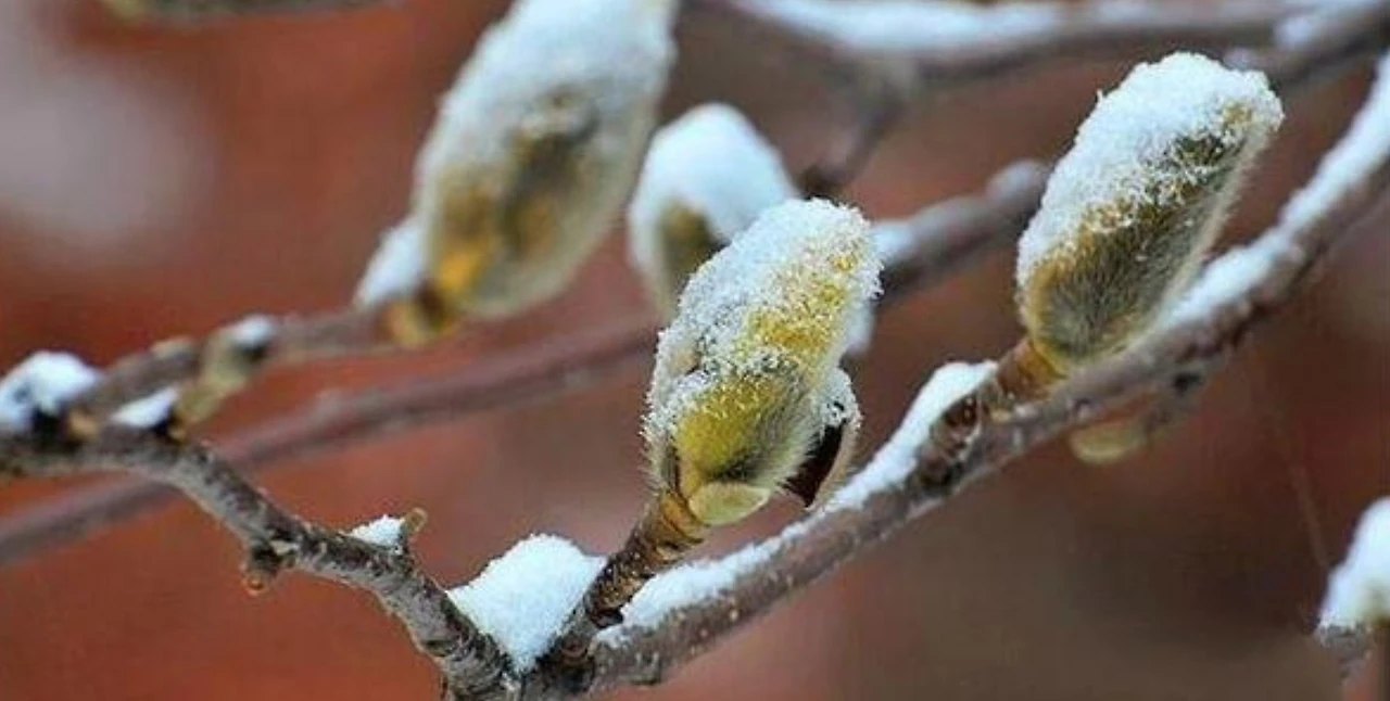 Screenshot 2025-03-10 at 21.18.52.JPG