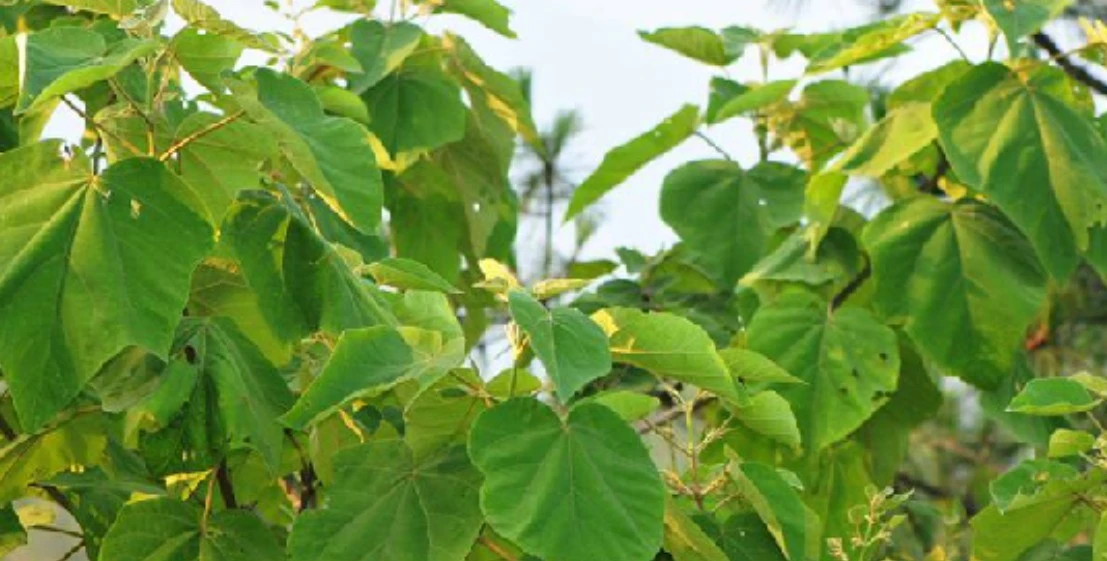 Screenshot 2025-05-05 at 13.55.55.JPG