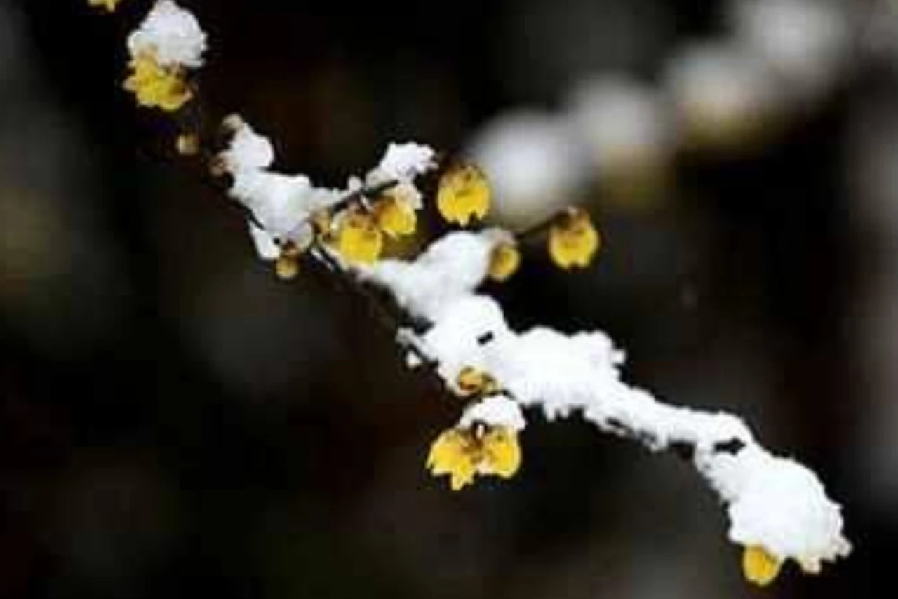 Screenshot 2025-03-10 at 21.18.21.JPG