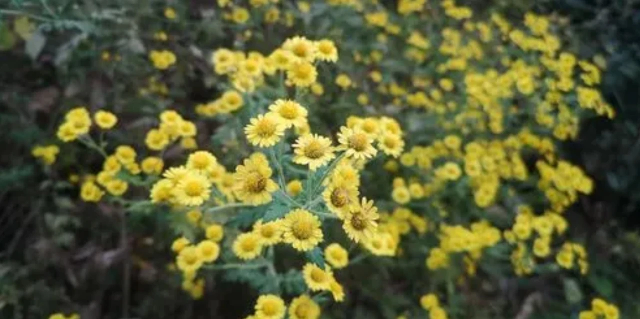 Screenshot 2024-04-24 at 12.42.15.JPG