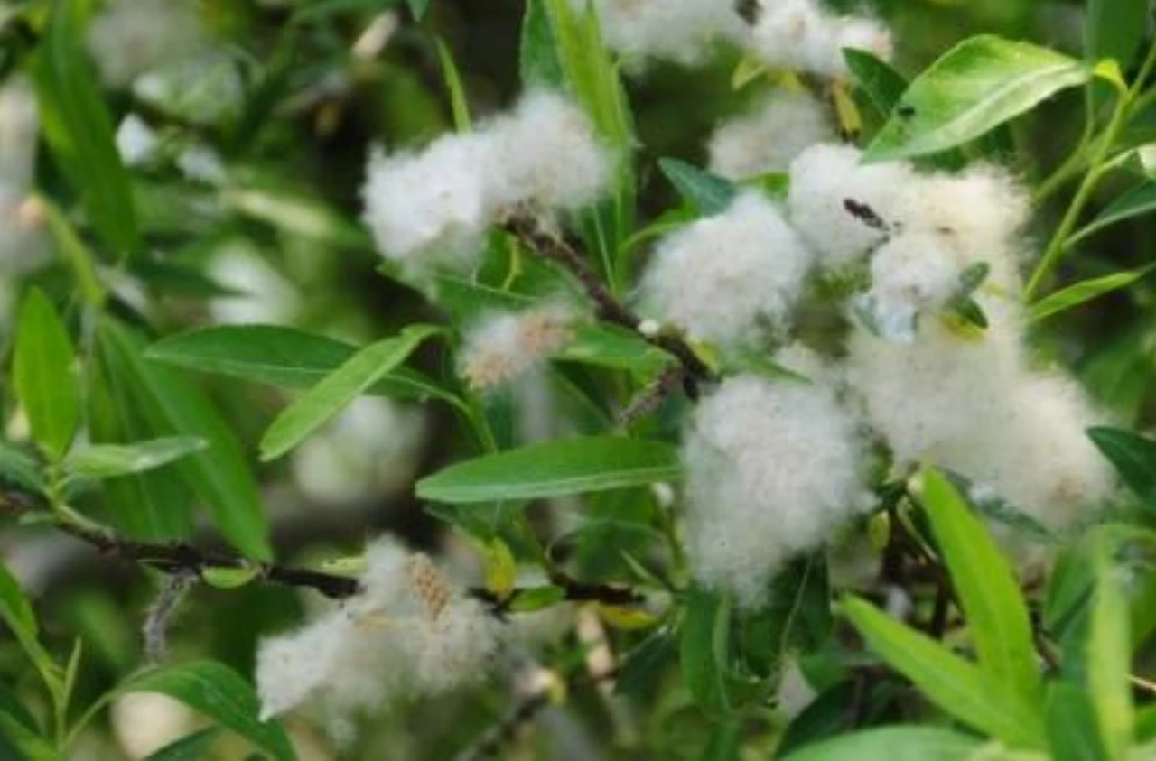 Screenshot 2024-05-26 at 15.33.16.JPG