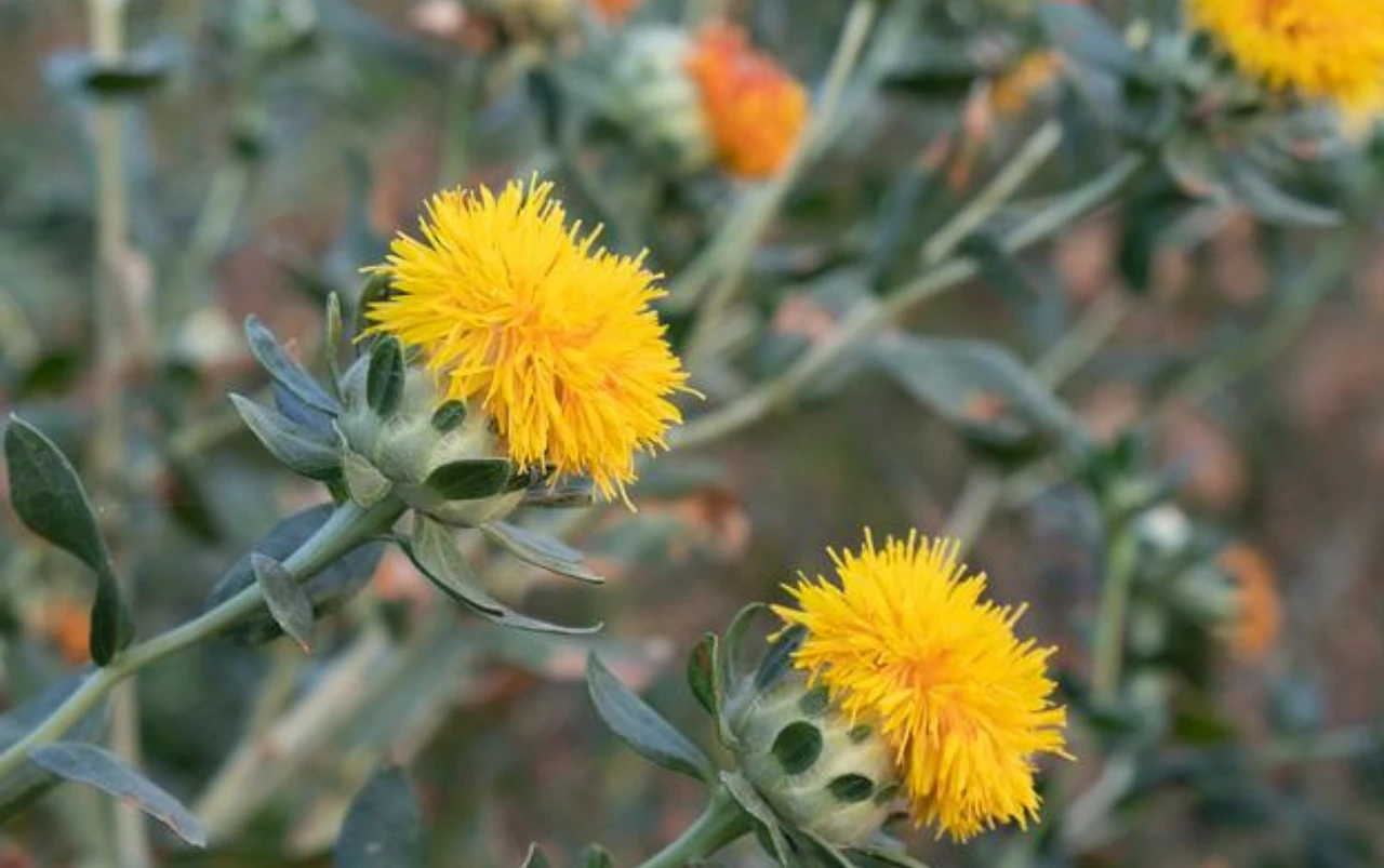 Screenshot 2024-07-17 at 23.19.34.JPG