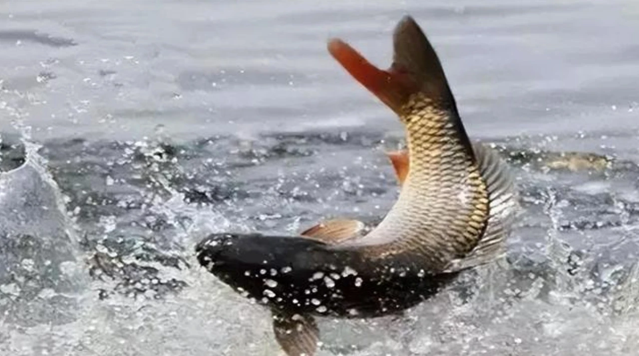 Screenshot 2024-07-16 at 01.18.10.JPG