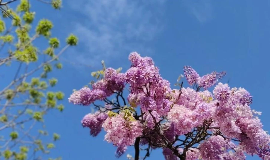 Screenshot 2025-06-01 at 17.25.06.JPG