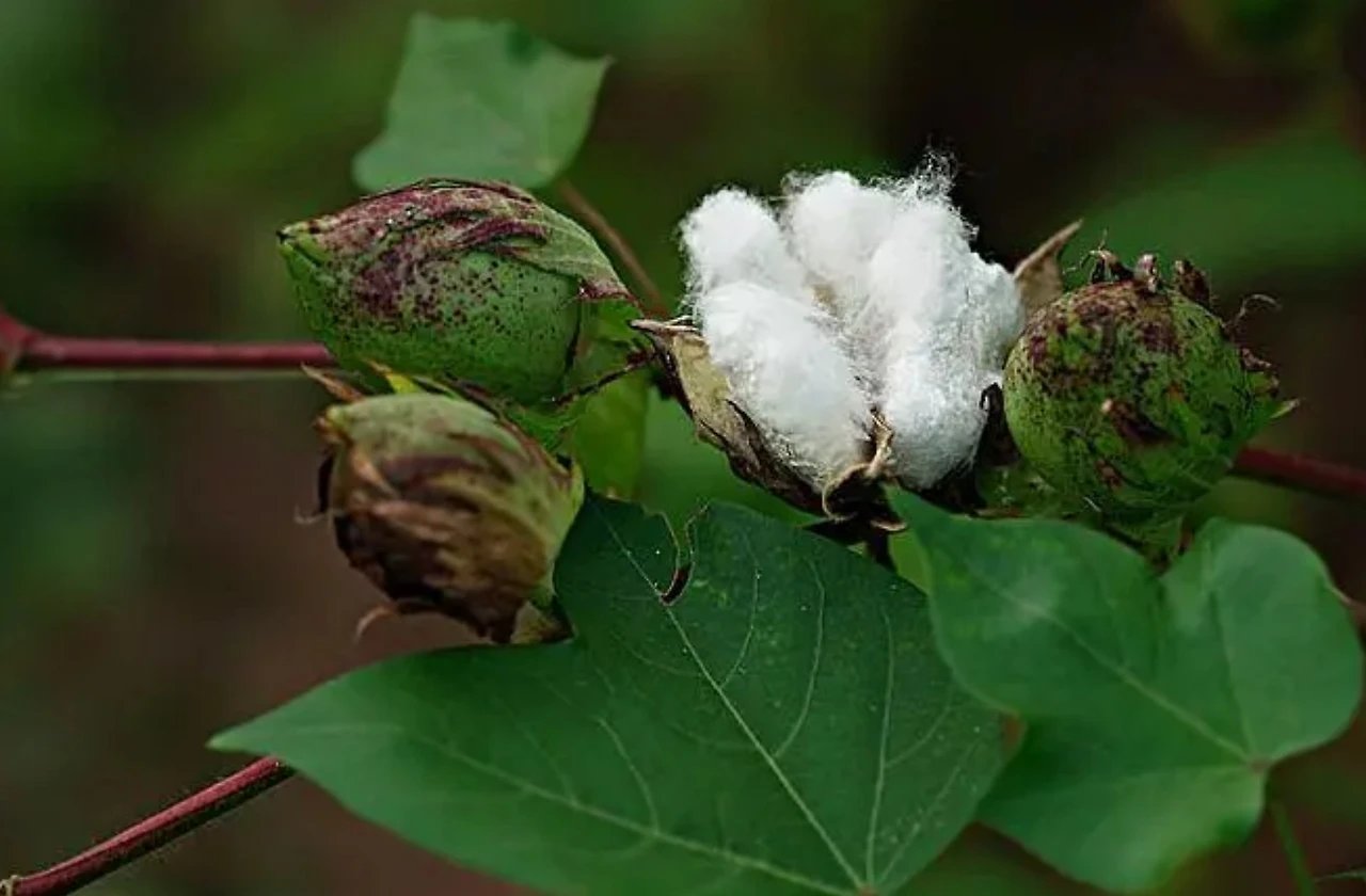 Screenshot 2024-07-18 at 00.05.01.JPG