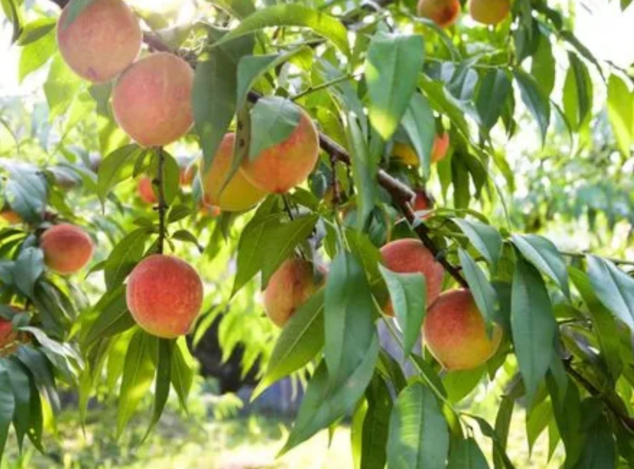 Screenshot 2024-07-15 at 22.02.30.JPG