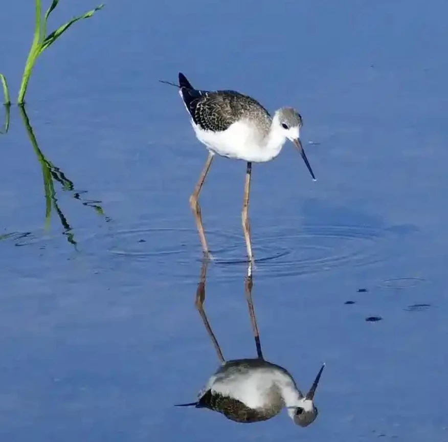 Screenshot 2025-05-27 at 12.29.03.JPG