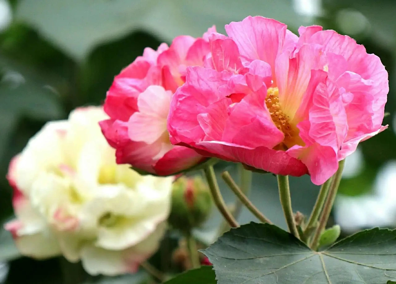 Screenshot 2024-07-15 at 23.11.15.JPG