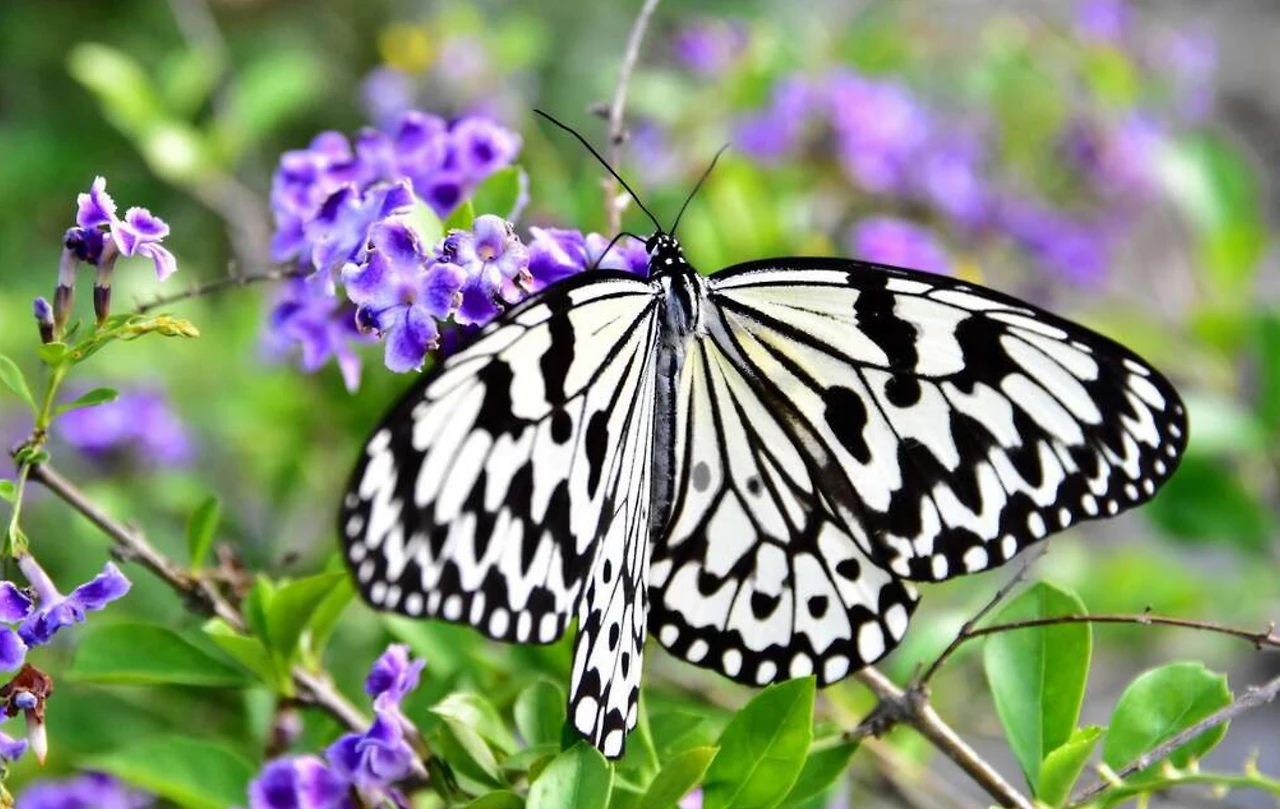 Screenshot 2024-06-03 at 23.53.09.JPG