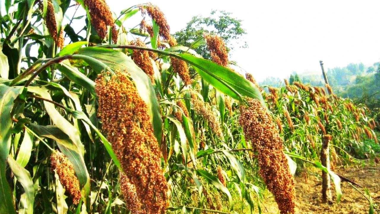 Screenshot 2024-07-08 at 19.08.55.JPG