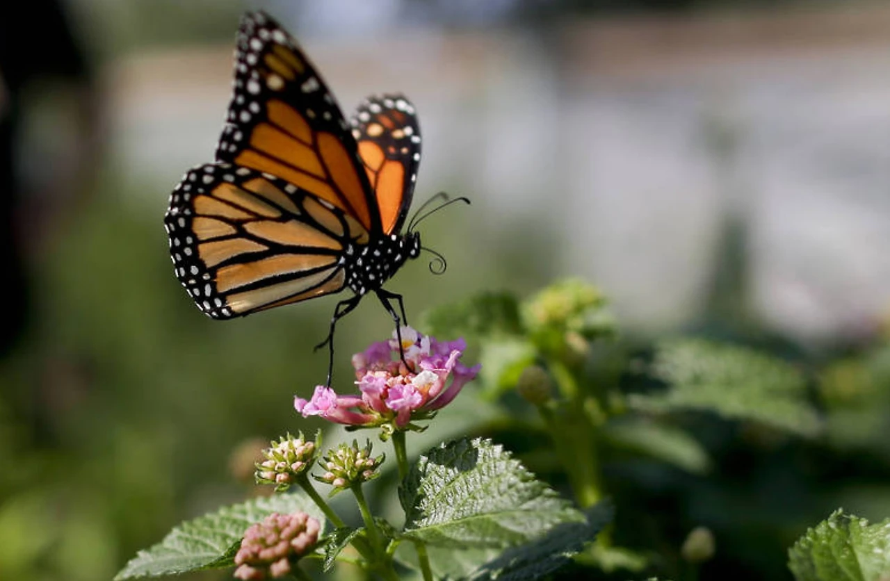 Screenshot 2024-06-03 at 23.55.20.JPG