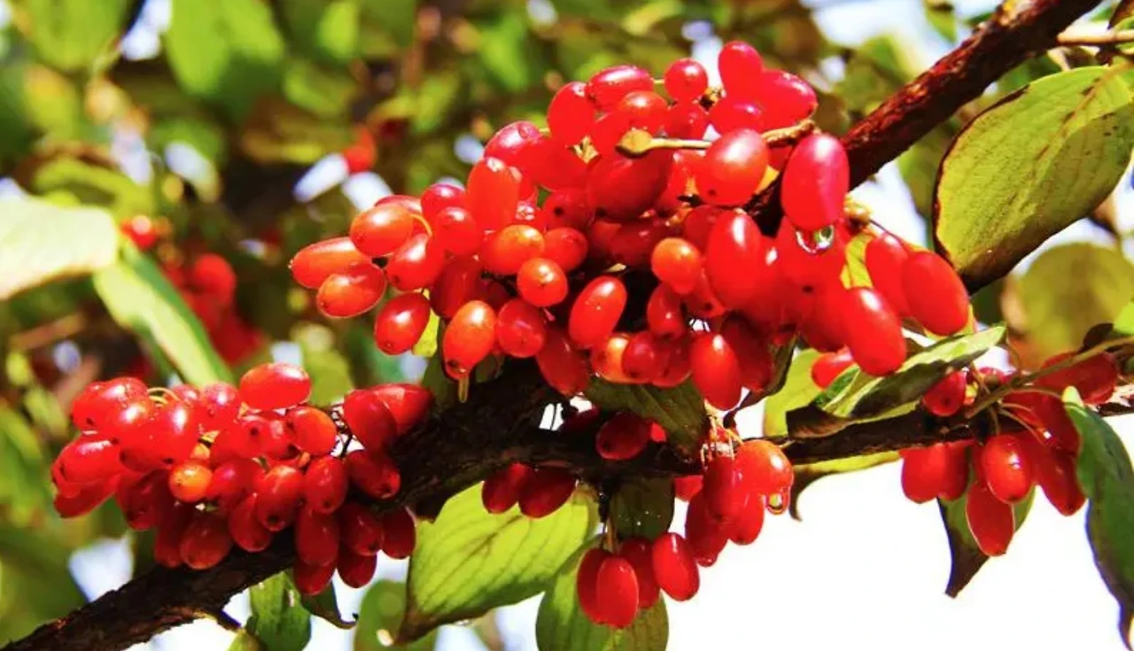 Screenshot 2024-02-19 at 00.38.26.JPG