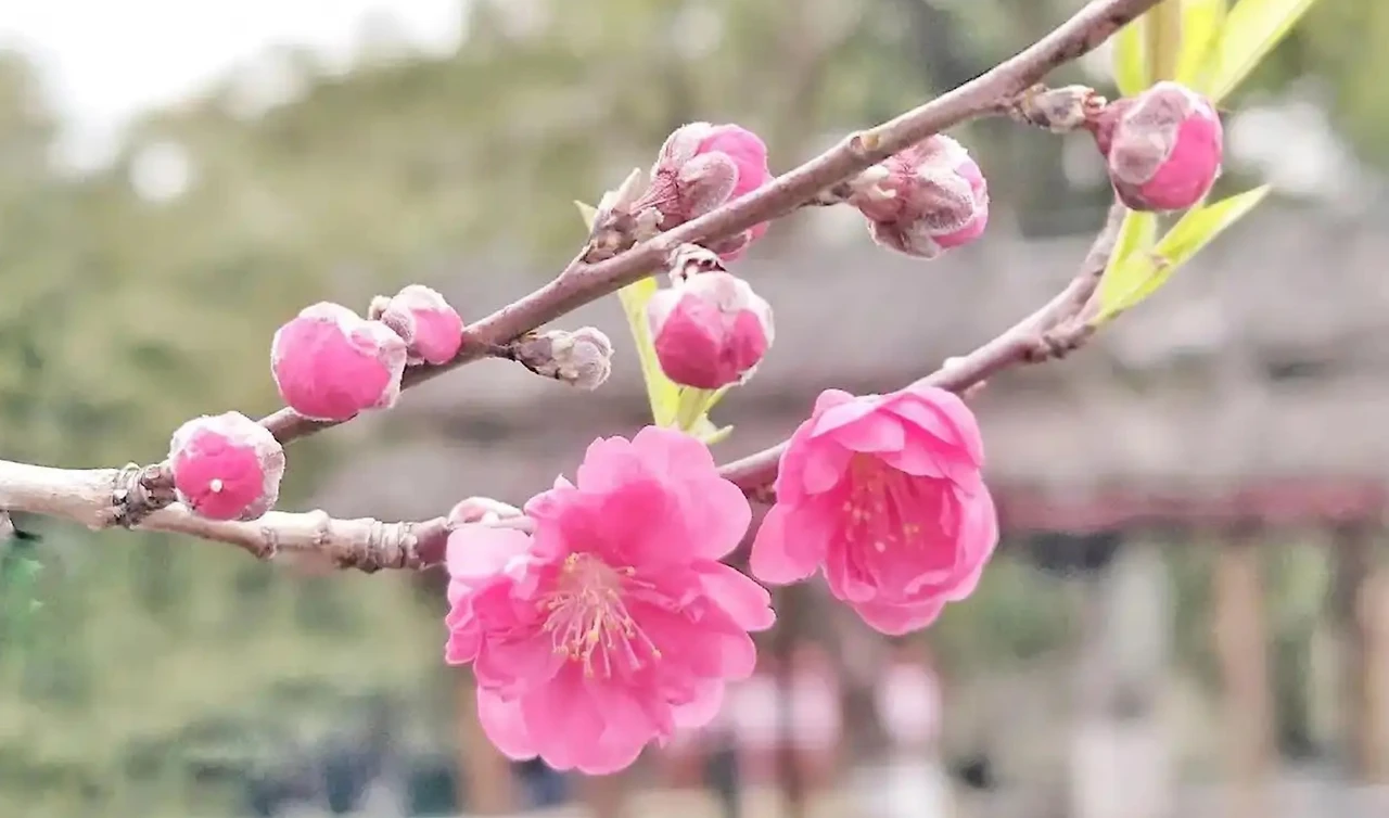 Screenshot 2024-12-20 at 23.23.10.JPG