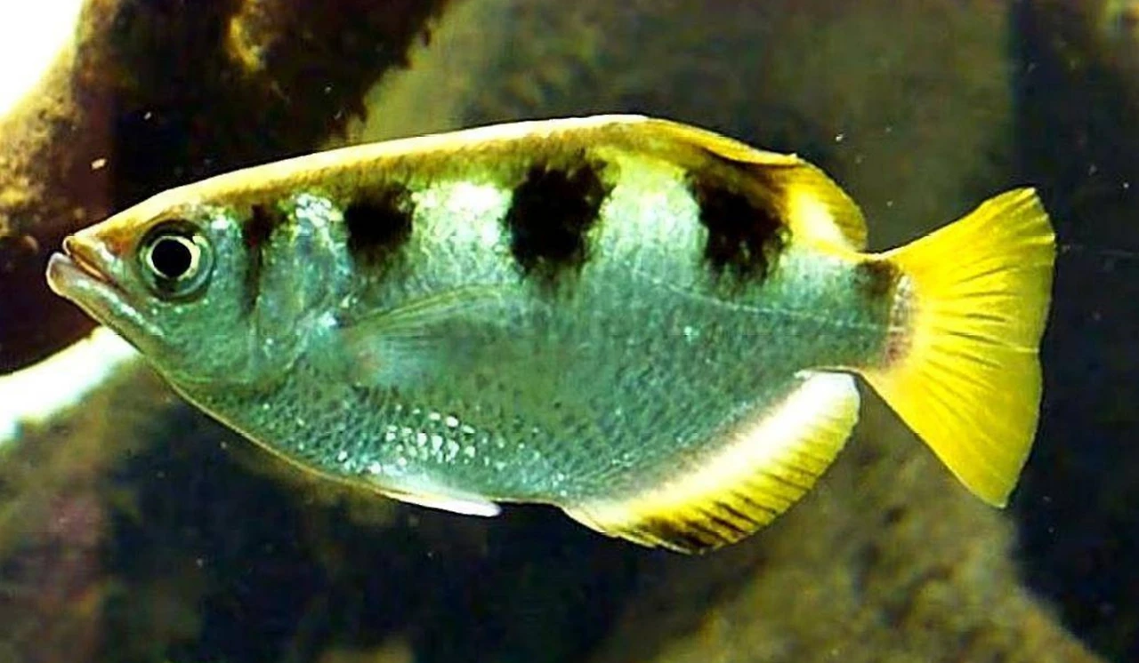 Screenshot 2024-07-19 at 23.35.37.JPG