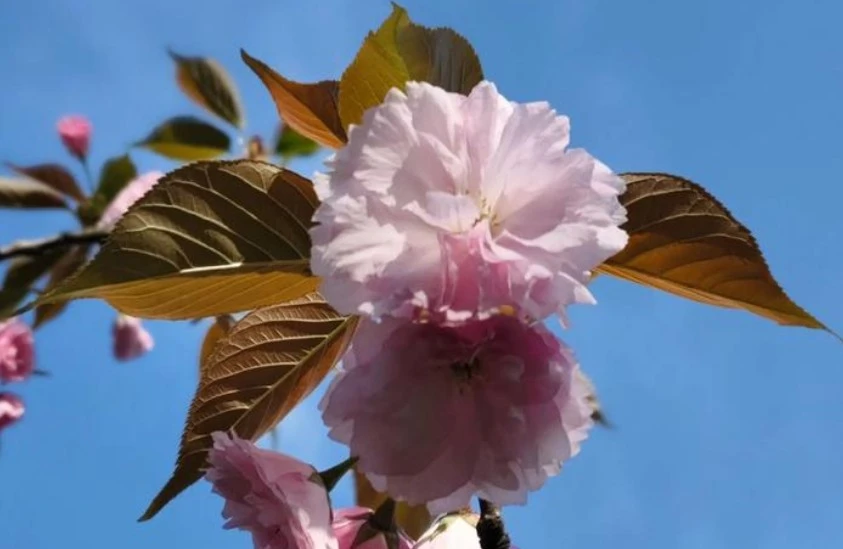 Screenshot 2025-06-01 at 17.25.36.JPG