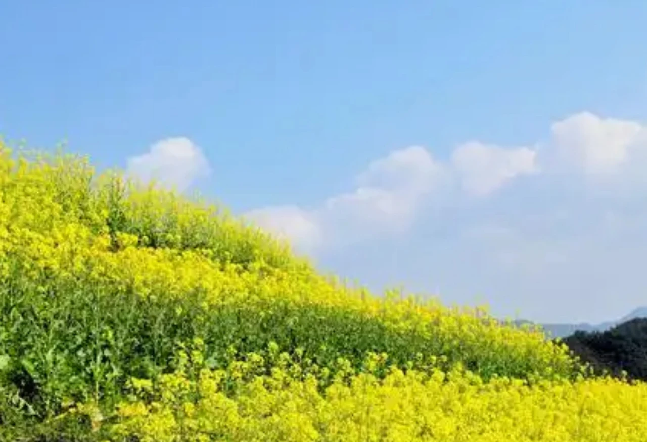 Screenshot 2024-12-20 at 23.15.35.JPG