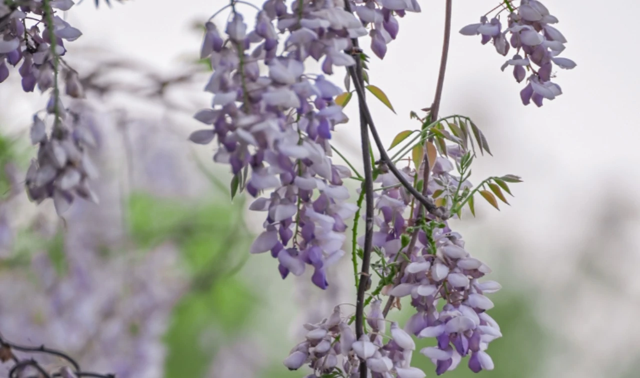 Screenshot 2025-06-01 at 17.24.15.JPG