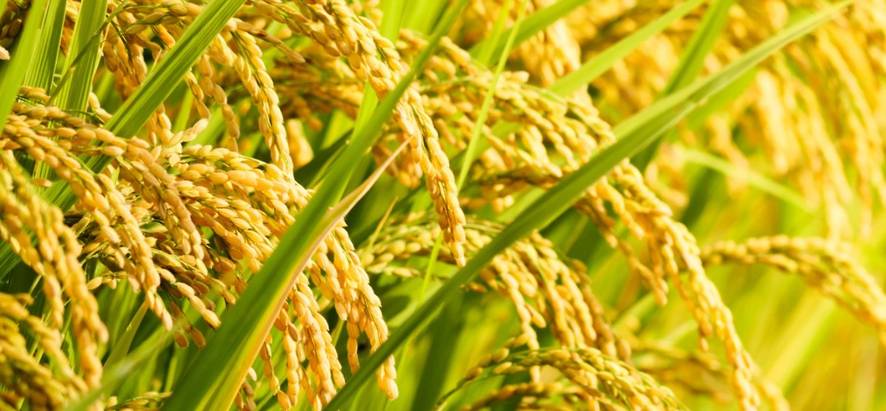 Screenshot 2025-04-06 at 14.13.40.JPG