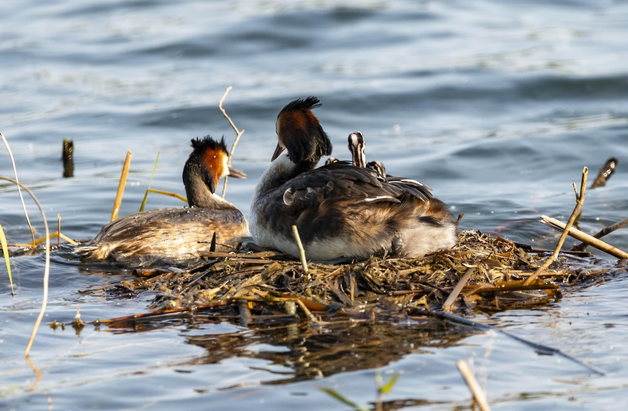 Screenshot 2024-07-21 at 12.40.59.JPG