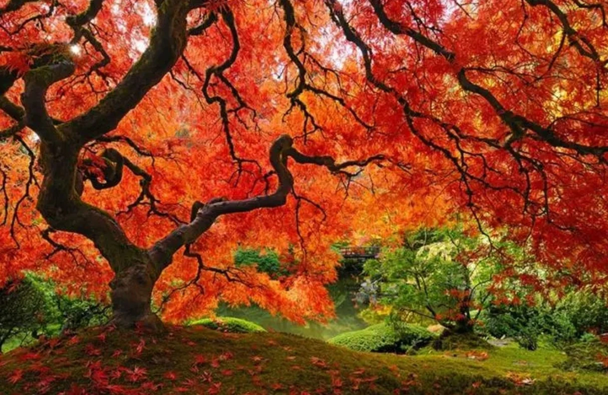 Screenshot 2024-11-12 at 12.20.06.JPG