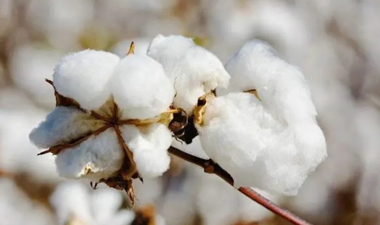 Screenshot 2024-07-18 at 00.03.56.JPG