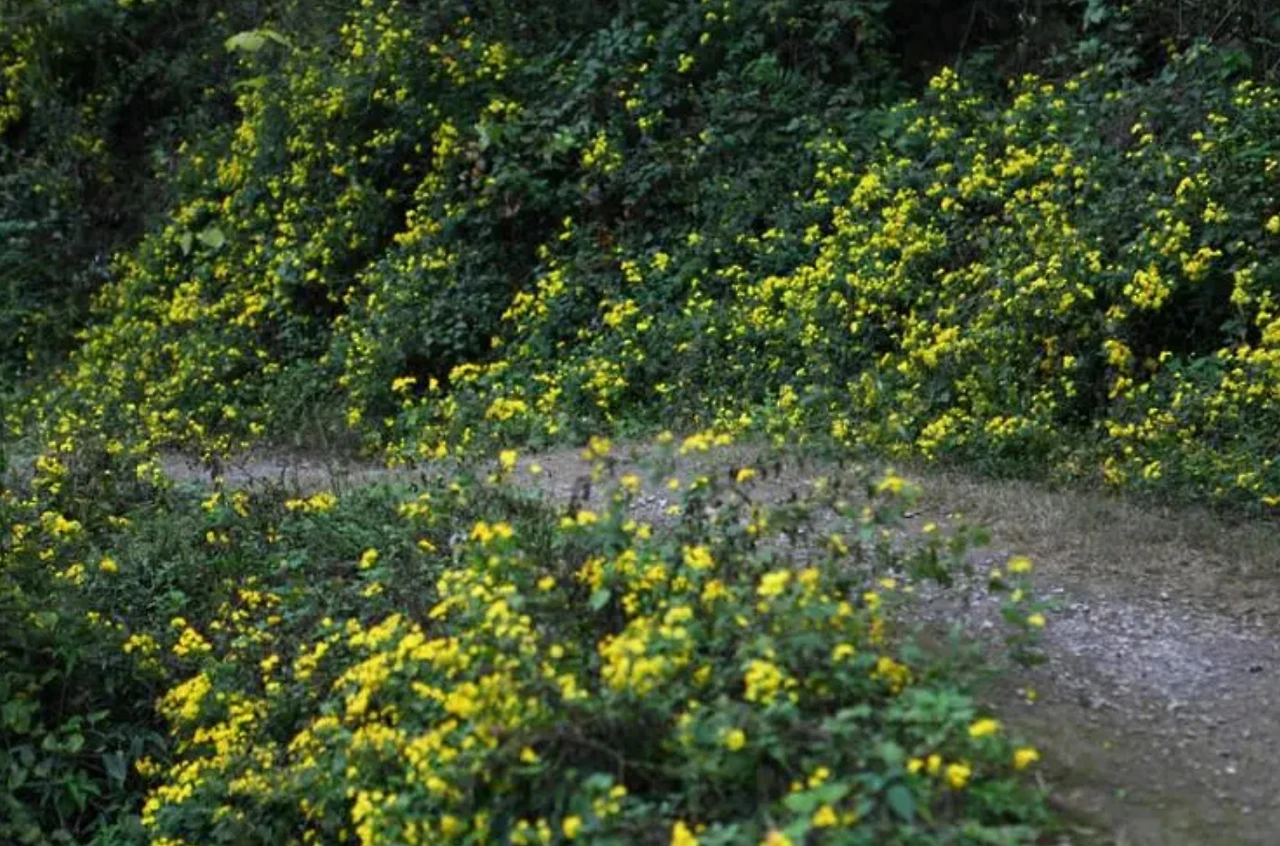 Screenshot 2024-04-24 at 12.43.27.JPG