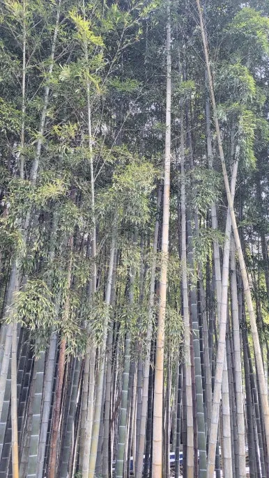 KakaoTalk_20250116_070545037.jpg?type=w386