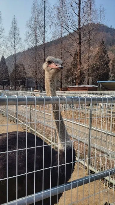 KakaoTalk_20250122_084232277_09.jpg?type=w386