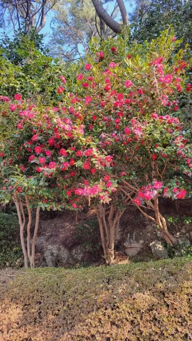 KakaoTalk_20250122_084500168_19.jpg?type=w386