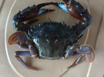 ?src=http%3A%2F%2Fblogfiles.naver.net%2FMjAyNDA5MjdfNTcg%2FMDAxNzI3NDQ1MTc1MzYy.U_Xu9bfInS-9rYGbDry5qLQ9PktgCAXzVYewkT07Mi8g.1vtOT9IujXoxMi1pZdTfDF9_wwqw5JQOFHia1QI7I7og.JPEG%2F20240921_090346.jpg&type=a340