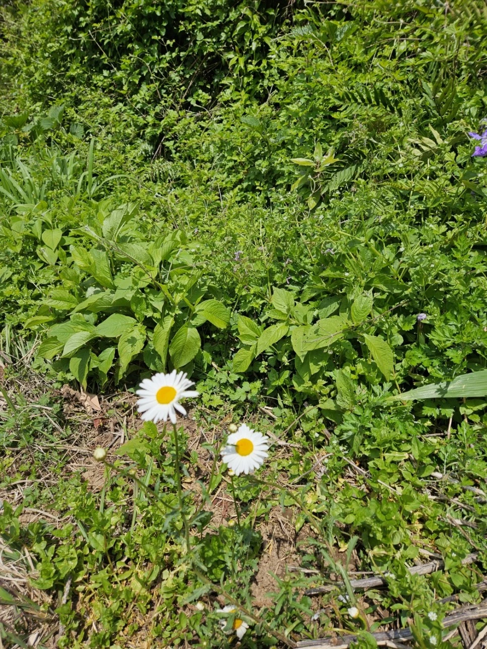 %EA%B1%B7%EA%B8%B0.jpg?type=w966