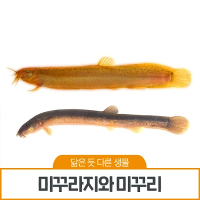 %E3%85%8E_%EB%82%99%EB%8F%99%EA%B0%95_(2).png?type=w800