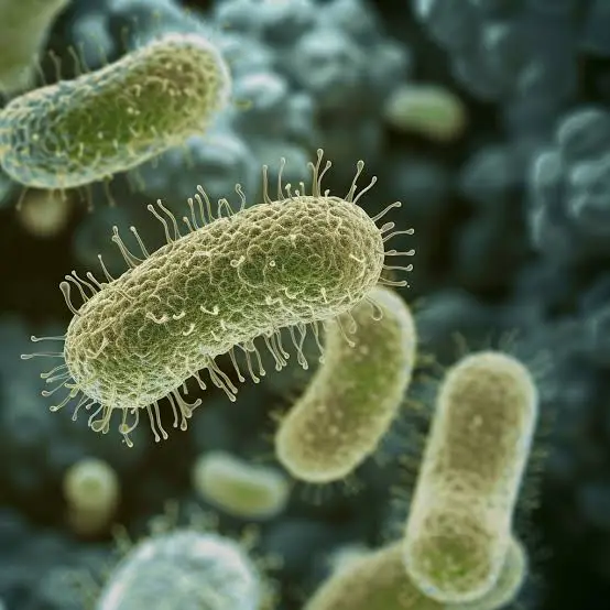 images?q=tbn:ANd9GcS5pkKzJ15Zwm8gdEyz_kh3AJJU-JlVfpvDzfIGWIrYRMxZFNPQ9CeSKZIvrgiUguK2oka1_8GVrOG4VIrbPsDyOQ