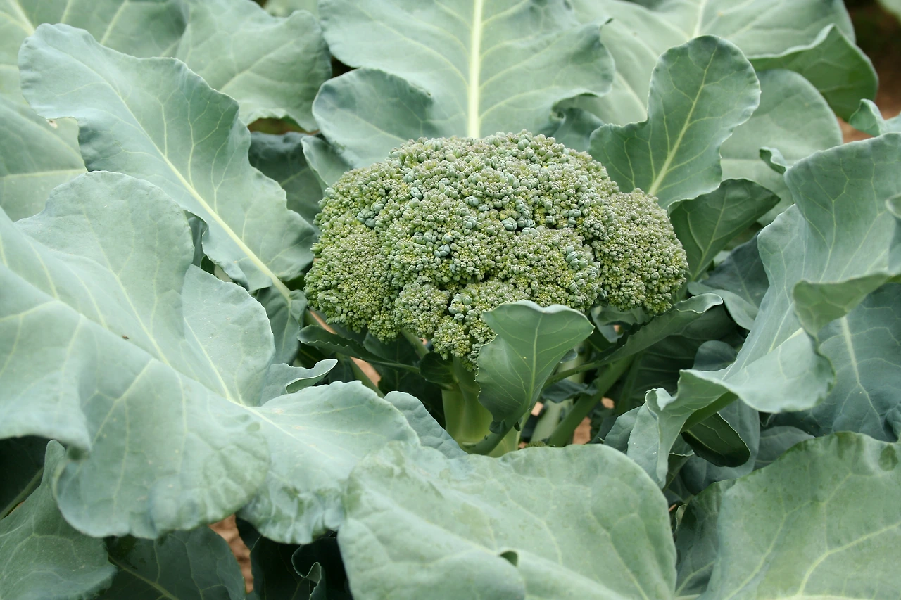 broccoli-close-up-2021-08-26-16-21-35-utc.JPG