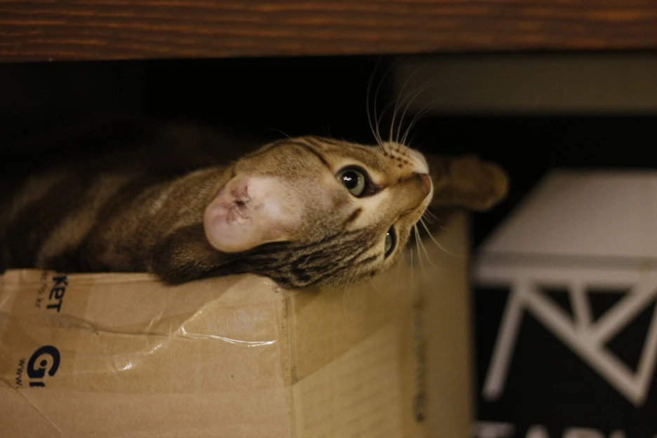 _MG_9641.JPG?type=w1