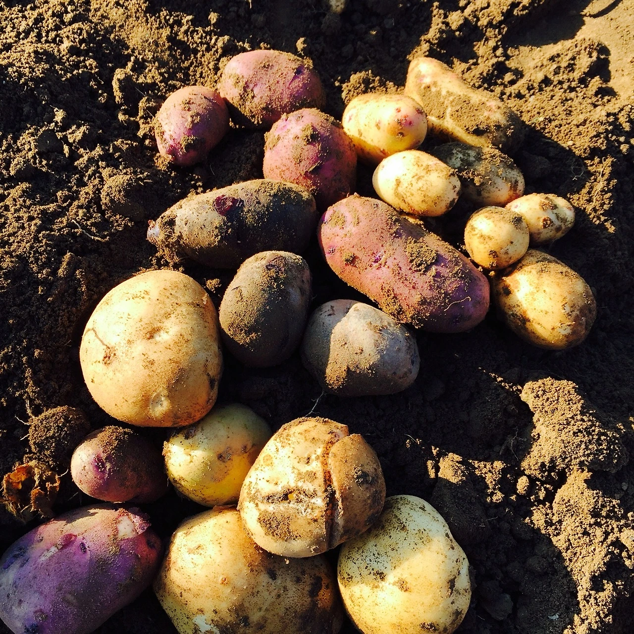 4. 보라감자와 흰감자.JPG