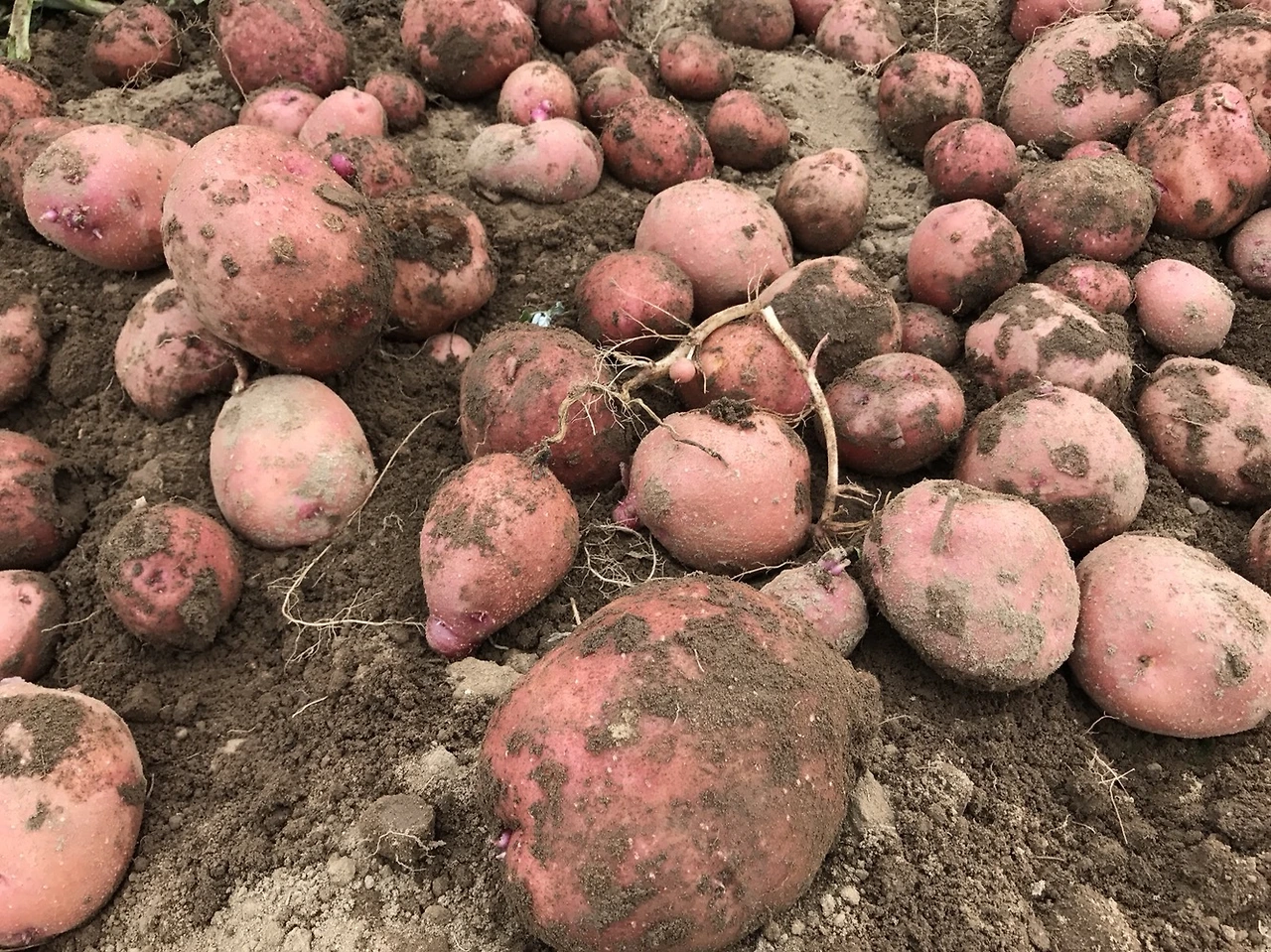 2. 로즈홍감자2.JPG