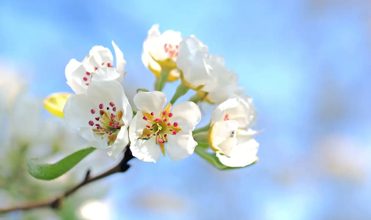 pear-blossoms-pear-tree-spring-blossom-163780.jpeg
