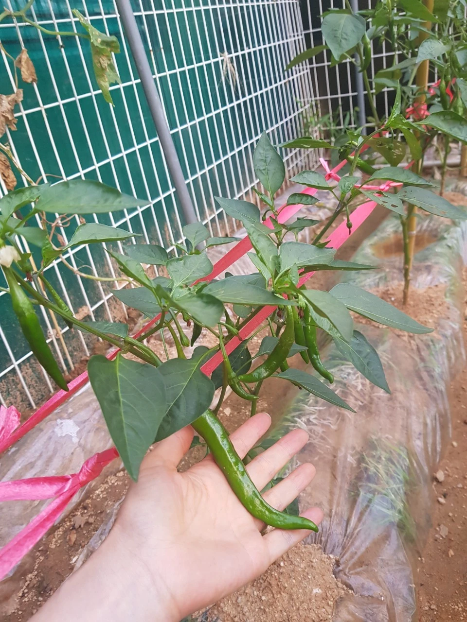 6_ee7Ud018svc18c9c1iyp9mv8_dem4yl.jpg?type=e1920_std