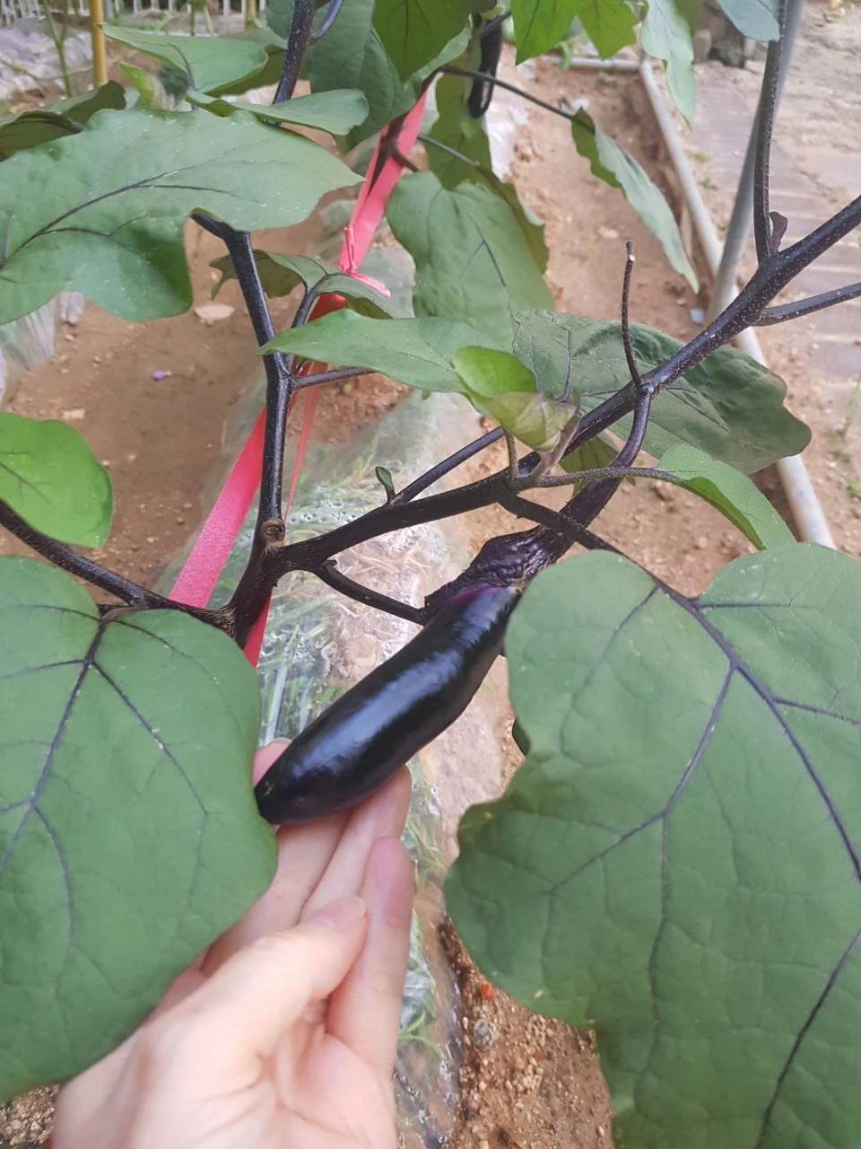 8_1ebUd018svc1vpho8imwqmn7_dem4yl.jpg?type=e1920_std