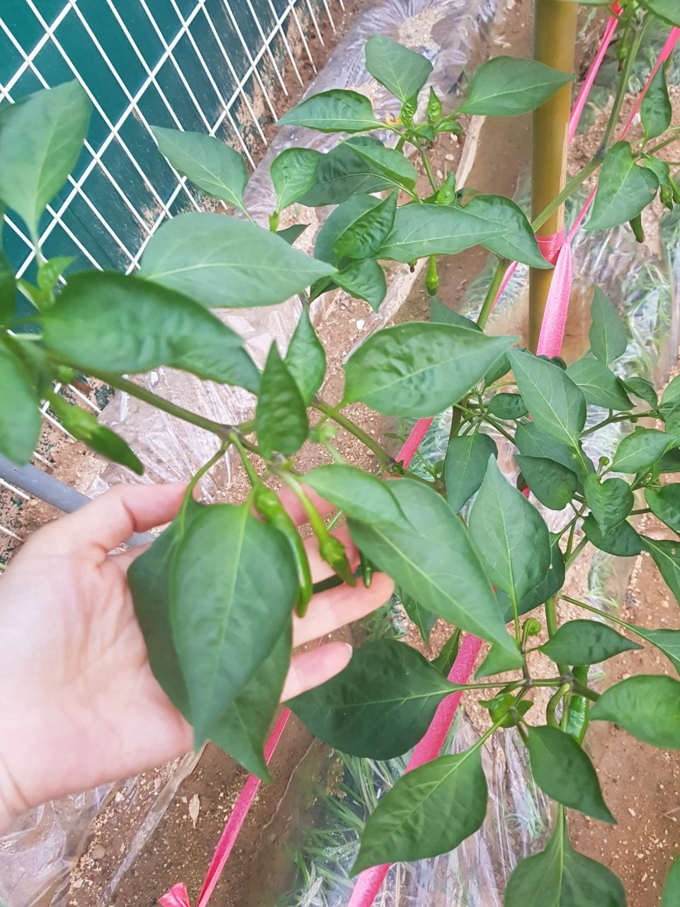 8_1ebUd018svc1aniufdgc1vb9_dem4yl.jpg?type=e1920_std